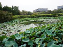 -嘉定紫藤园