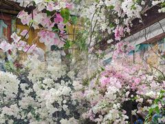 -深圳国际园林花卉博览园