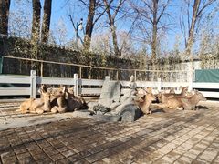 -北京野生动物园