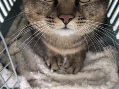 -瑞派福兴宠物医院犬猫全科·骨科·中西医结合(河东店)