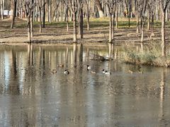 -东郊湿地公园