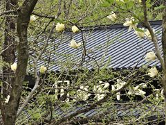 -天目山大树王景区