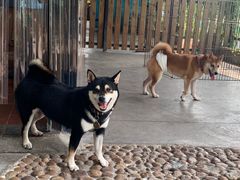 -柴犬高等学院·狗咖·柴犬售卖·宠物训练