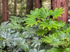 -杭州西湖风景名胜区-满觉陇四眼井