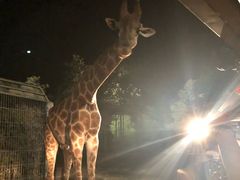 -清迈夜间动物园