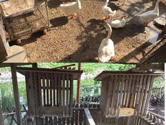 -三亚亚龙湾红树林度假酒店