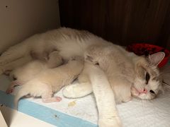 -momokira米努特·德文卷毛猫·棉花面纱犬