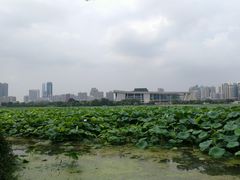 -月湖风景区