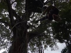 -清迈丛林飞跃 JungleFlight