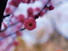 -巡塘古镇