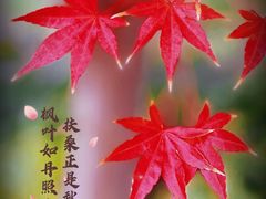 -花开海上生态园