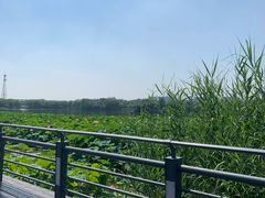 -大兴滨河森林公园