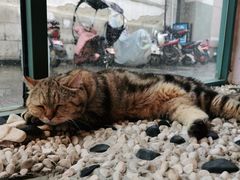 -喵屿·大理花园猫咖