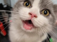 -小猫来了·猫舍(红山六九七九店)