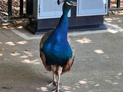 -合肥野生动物园