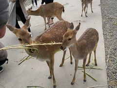 -鹿境梅花鹿生态园区