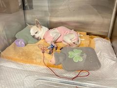 -北京派仕佳德动物医院·超导核磁·CT·神经科·骨科·内外科·急重症管理中心