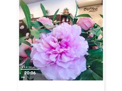 -卓花境Flowerwonderland花店