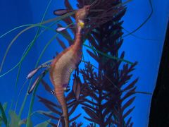 -悉尼海洋生物水族馆