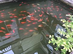 -龚家花园农家乐休闲别墅