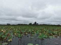 -上海海湾国家森林公园