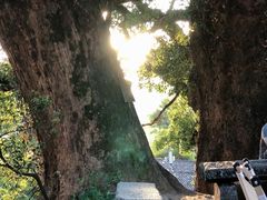 -杨家堂村