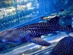 -成都浩海立方海洋公园