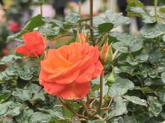 -人民公园(罗湖区)