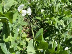 -北京大学(昌平校区)