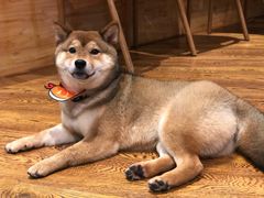 -柴务处·柴犬主题狗咖