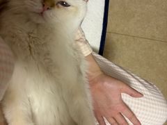 -十月米努特矮脚猫舍