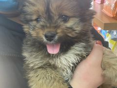 -A猫a狗全科·犬猫异宠·芥西宠物医院(南开总院)