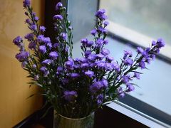 -杭州街角花屋花店(闻堰店)