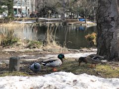-北海道厅旧本厅舍(旧本庁舎)