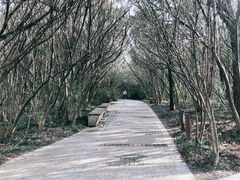 -吴淞炮台湾湿地森林公园烧烤区