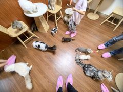 -楼上猫咖(罗湖店)