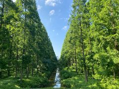 -黄海国家森林公园