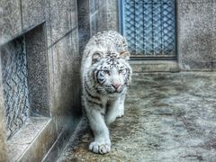 -西安秦岭野生动物园