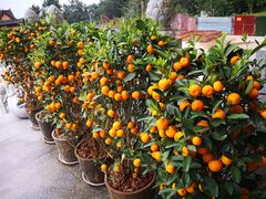 -铁山坪森林公园