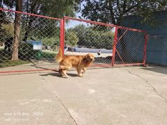 -宠物寄养训练学校