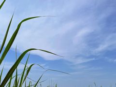 -苏州太湖湖滨国家湿地公园
