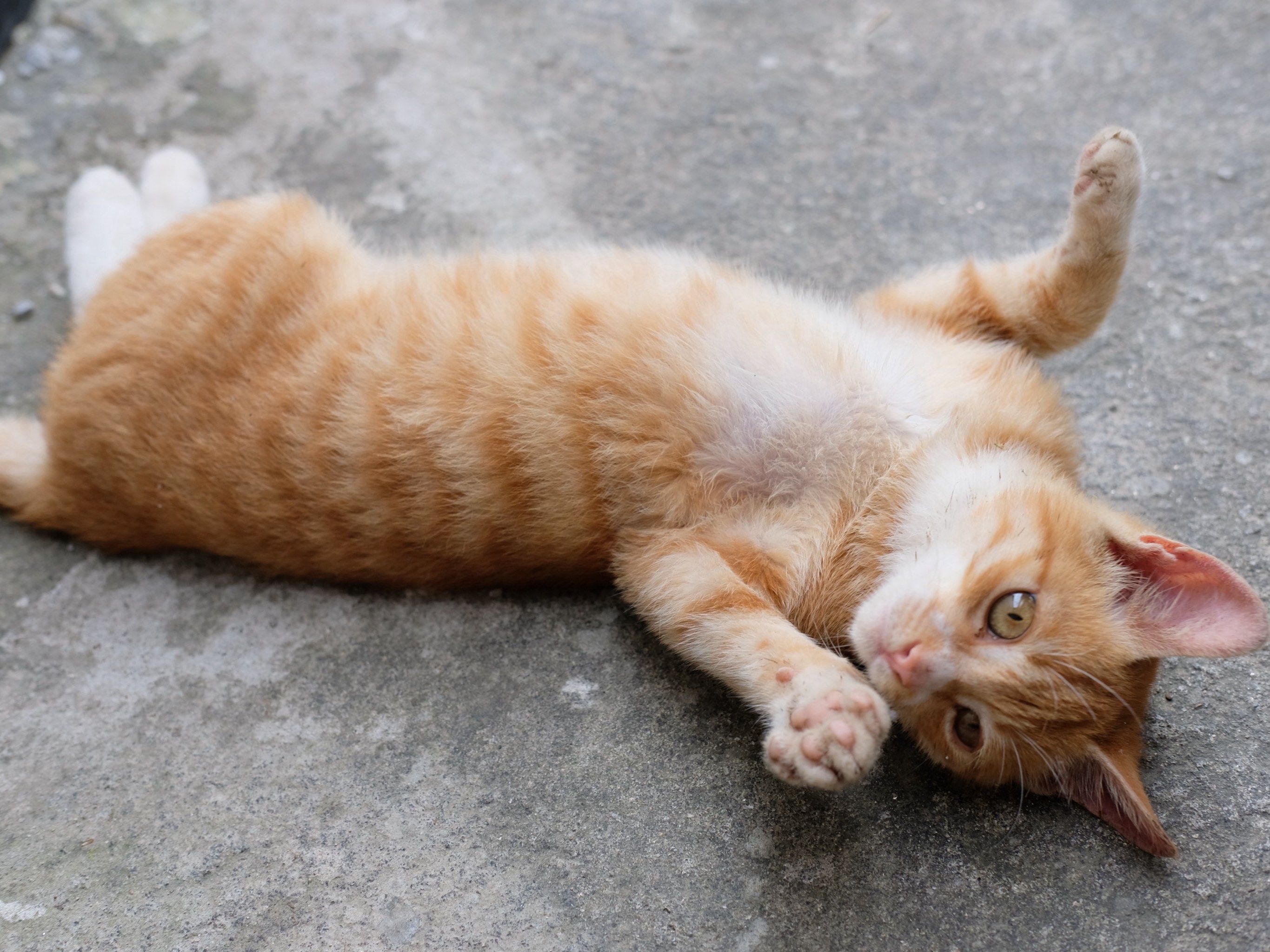 庐山脚下一只小野猫