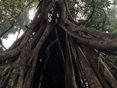 -中国科学院西双版纳热带植物园