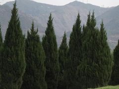 -秦始皇帝陵博物院-丽山园