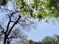 -嘉定紫藤园