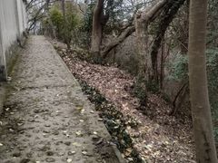 -上海佘山国家森林公园天马山园