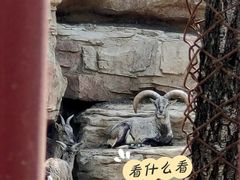 -沈阳森林动物园