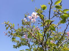 -天适樱花悠乐园