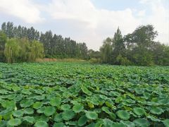 -白鹭湾湿地公园
