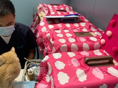 -关爱动物医院·心脏·中兽医·异宠(金牛路分院)